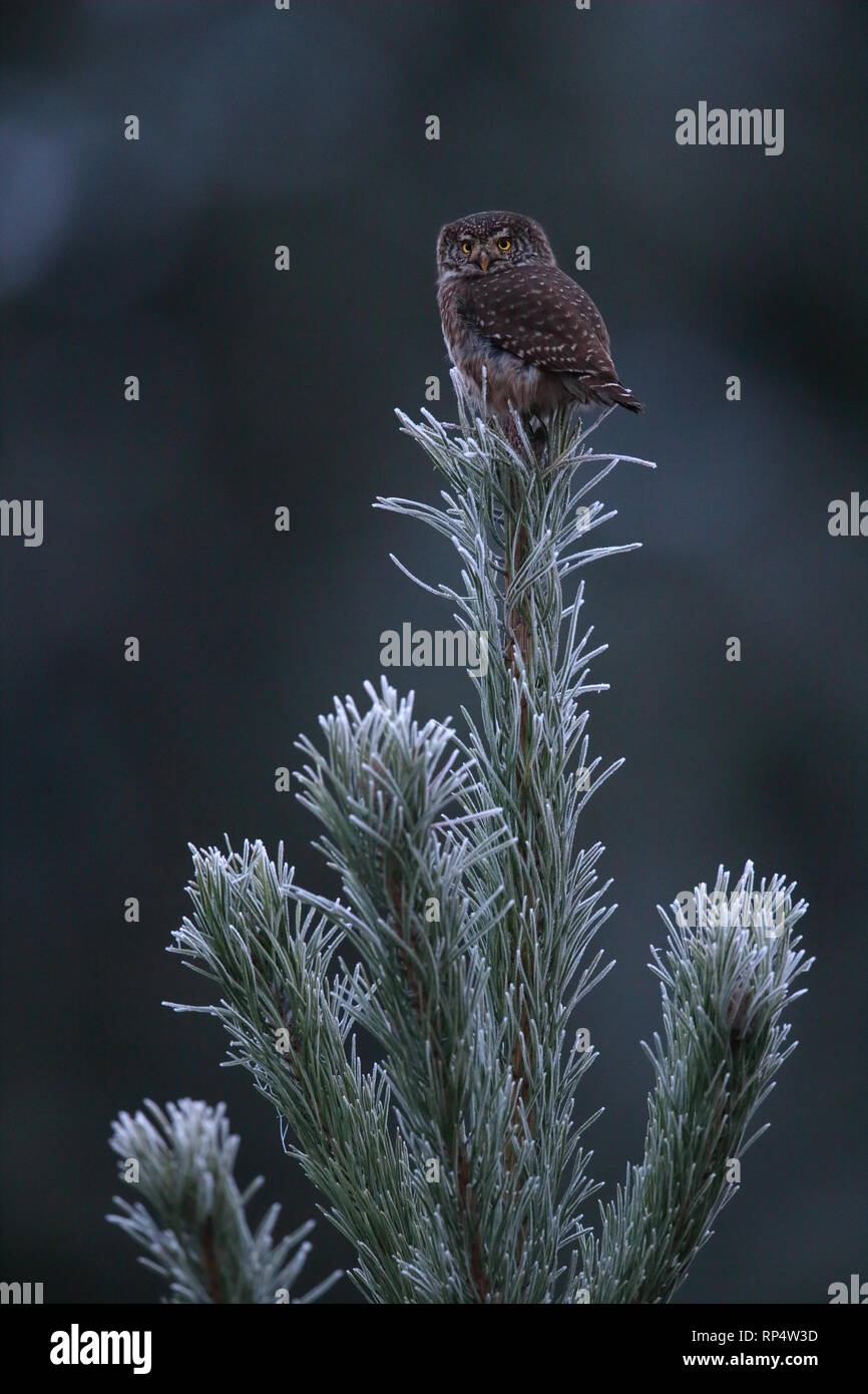 Sperlingskauz (Glaucidium passerinum) oben auf dem Baum, in Frost bedeckt Fichte. Estland Stockfoto