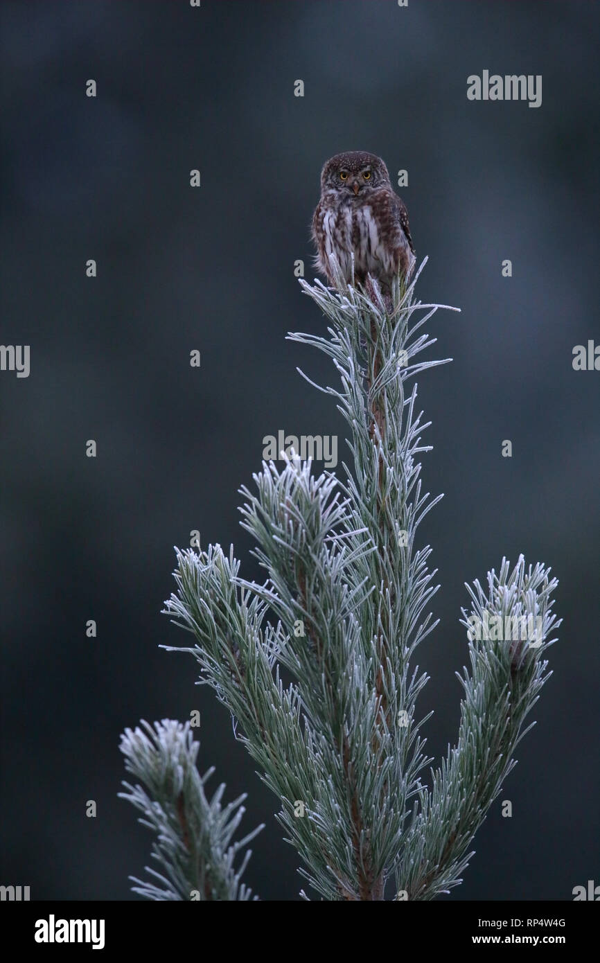 Sperlingskauz (Glaucidium passerinum) oben auf dem Baum, in Frost bedeckt Fichte. Estland Stockfoto
