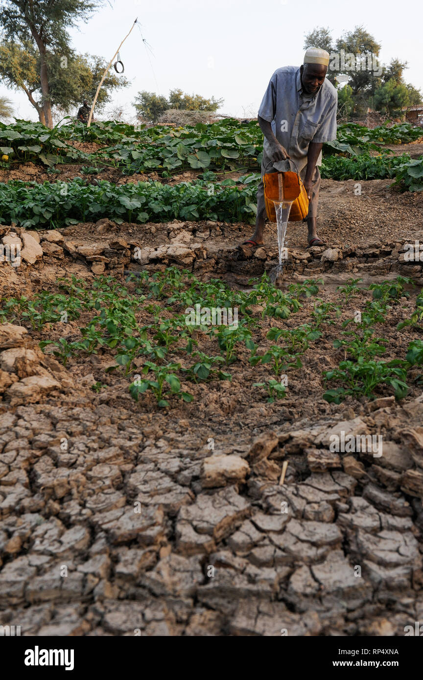 NIGER, Sahel, Zinder, Dorf Baban Tapki, Projekt zur Ernährungssicherheit und Dürrefestigkeit durch die Caritas, Bewässerung des Gemüsegartens aus Wasser gut mit selbstgefertigter Gießkanne aus einer plastikkanne jerry CAN Stockfoto