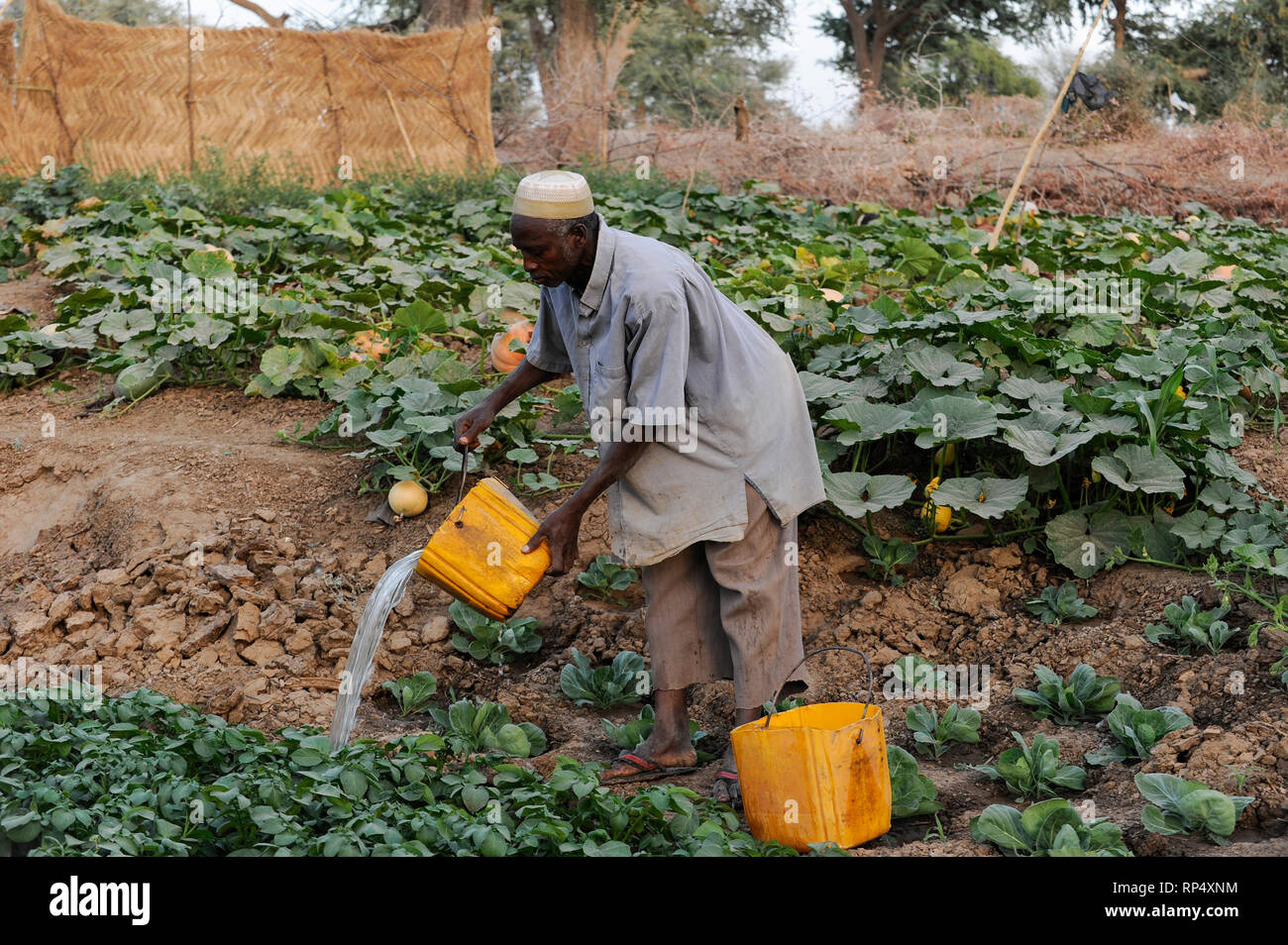 NIGER, Sahel, Zinder, Dorf Baban Tapki, Projekt zur Ernährungssicherheit und Dürrefestigkeit durch die Caritas, Bewässerung des Gemüsegartens aus Wasser gut mit selbstgefertigter Gießkanne aus einer plastikkanne jerry CAN Stockfoto