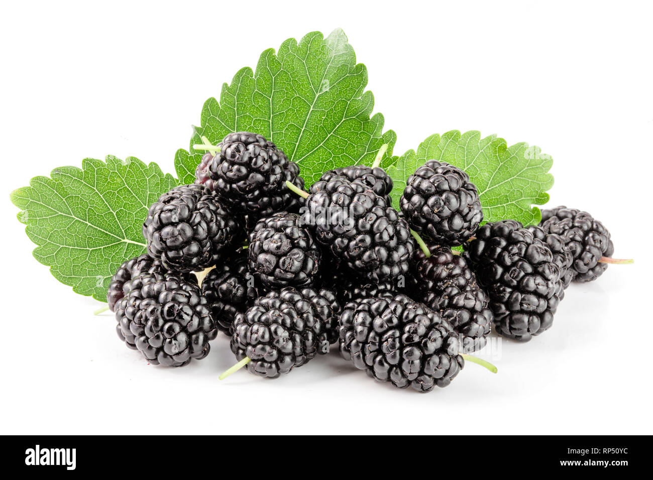 Mulberry Berry mit Blatt auf weißem Hintergrund. Stockfoto