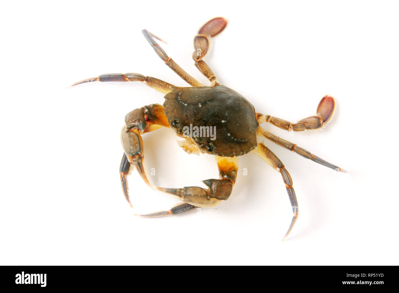 Genießbare lebendig Krabben auf einem weißen Hintergrund. Stockfoto