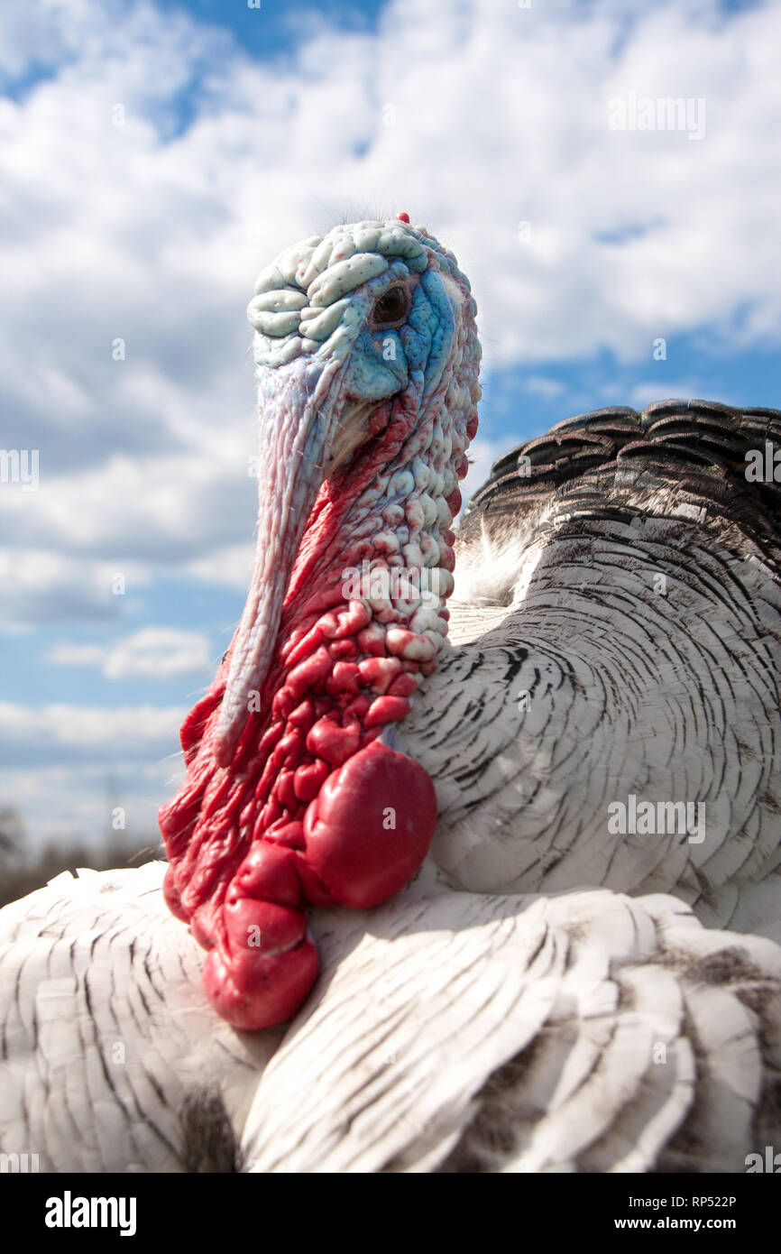 Türkei männlich oder gobbler Nahaufnahme auf dem bewölkten Himmel Hintergrund. Stockfoto