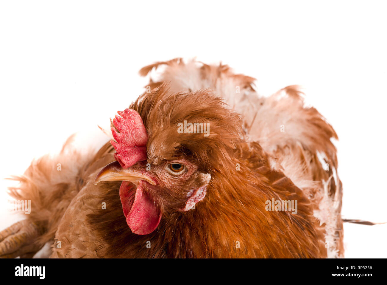 Porträt eines braunen Huhn auf weißem Hintergrund. Stockfoto