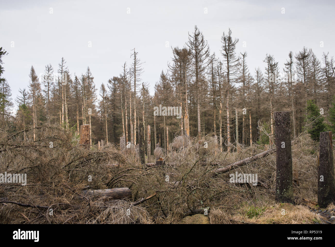 Waldsterben oder waldsterben von Nadelbäumen in Harz, Deutschland Stockfoto