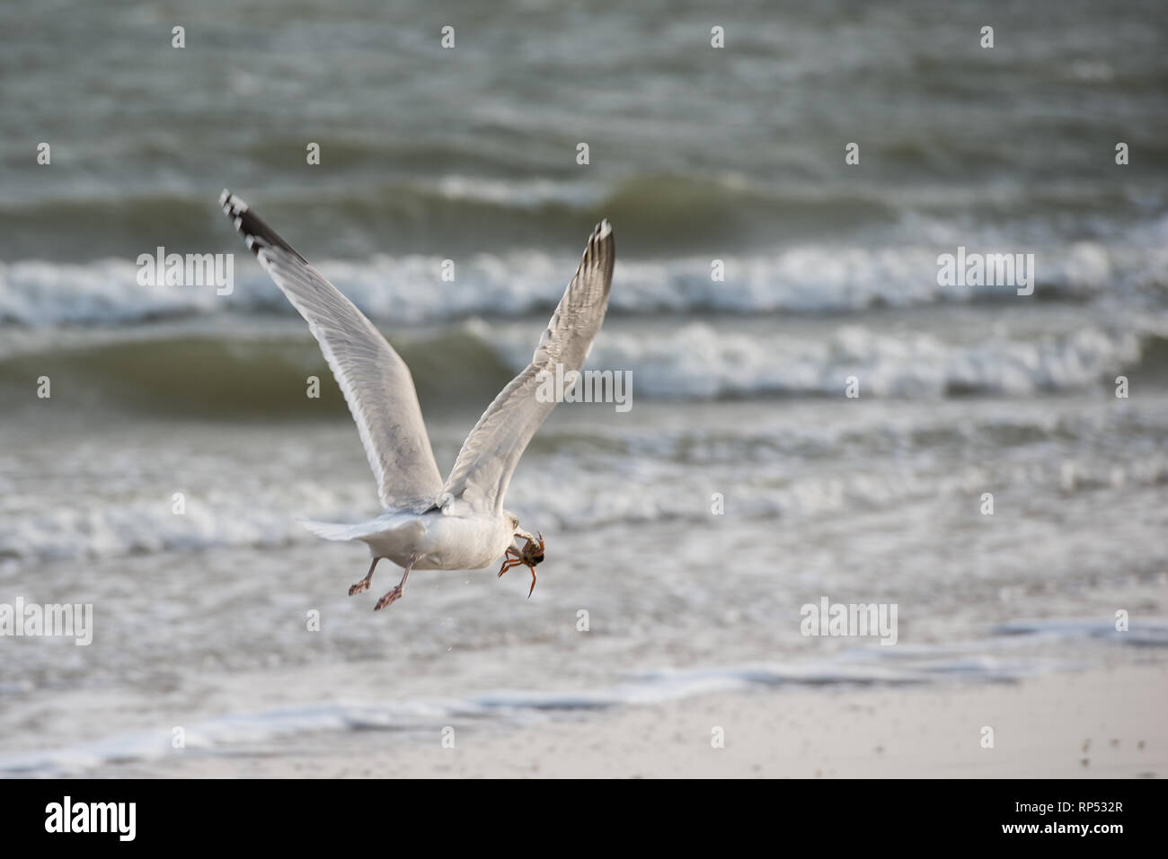 Europäische silbermöwe am Strand fliegen mit Krabben im Schnabel Stockfoto