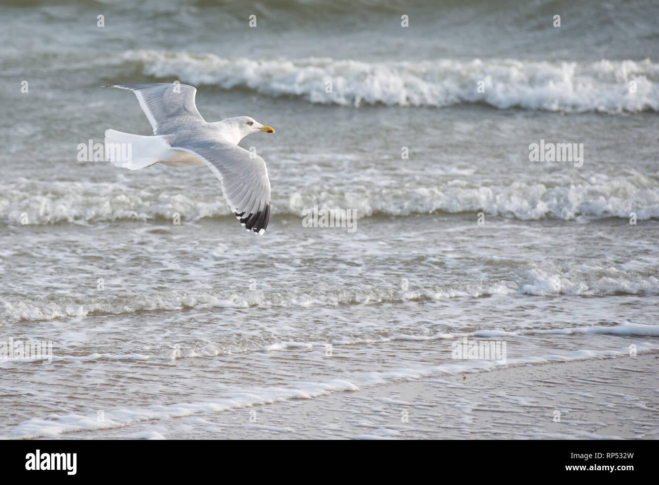 Europäische silbermöwe am Strand fliegen Stockfoto