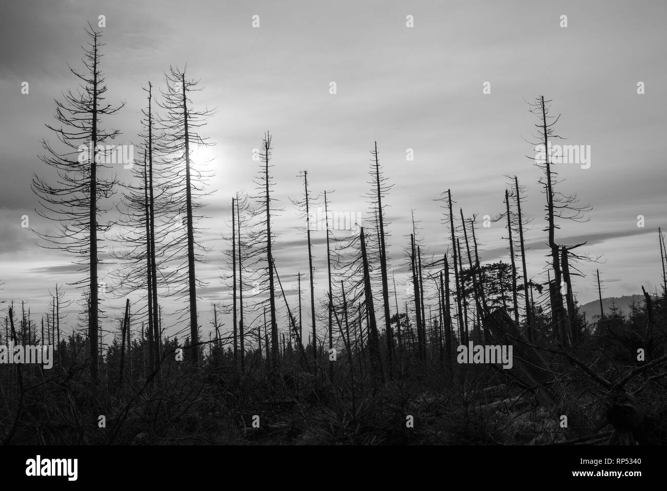 Waldsterben oder waldsterben von Nadelbäumen in Harz, Deutschland Stockfoto