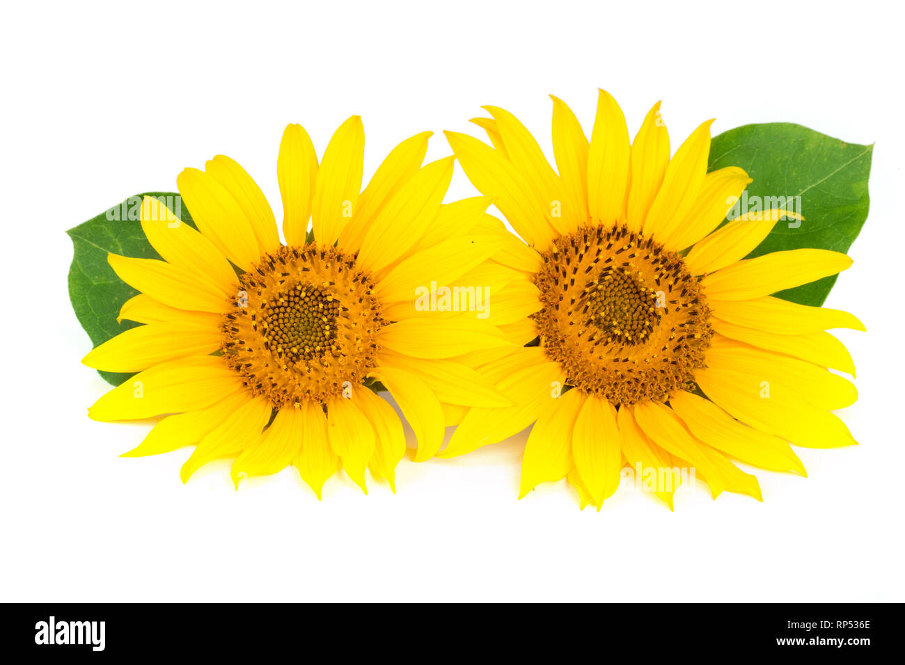 Zwei Sonnenblumen mit Blättern auf weißem Hintergrund. Stockfoto