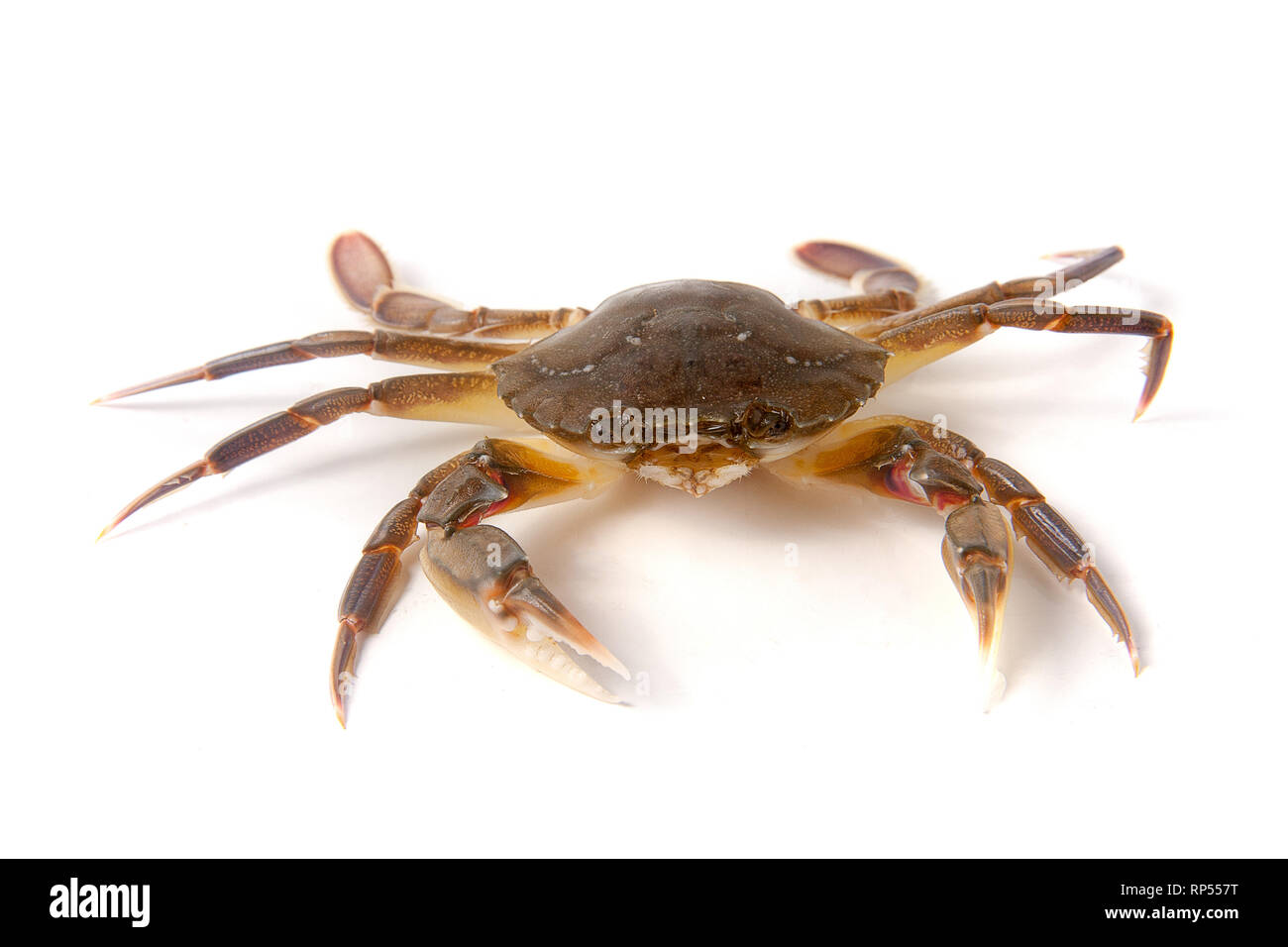 Genießbare lebendig Krabben auf einem weißen Hintergrund. Stockfoto