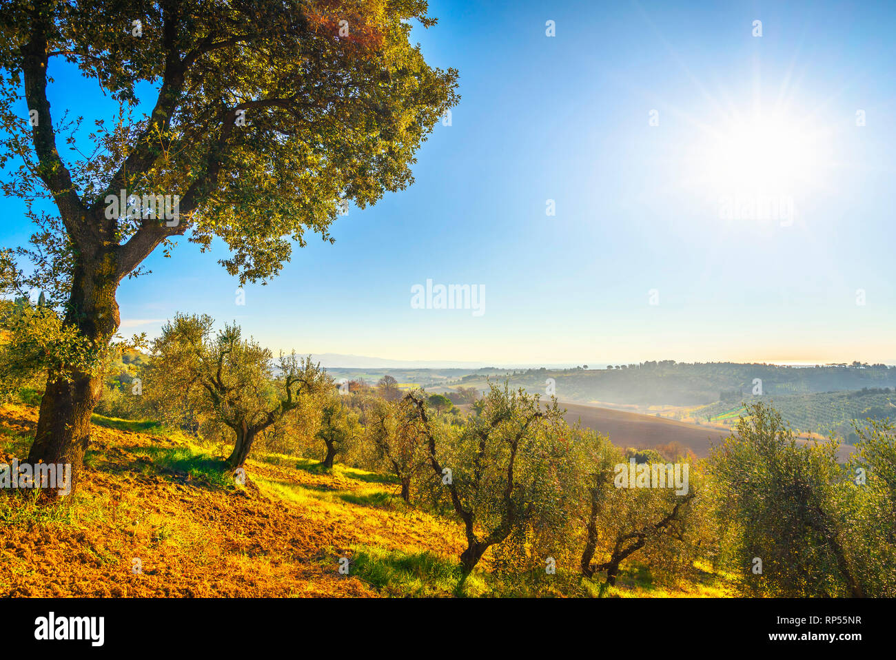 Maremma auf dem Land Panoramaaussicht, Olivenbäume, sanften Hügeln und grünen Felder. Meer am Horizont. Casale Marittimo, Pisa, Toskana Italien Europa. Stockfoto