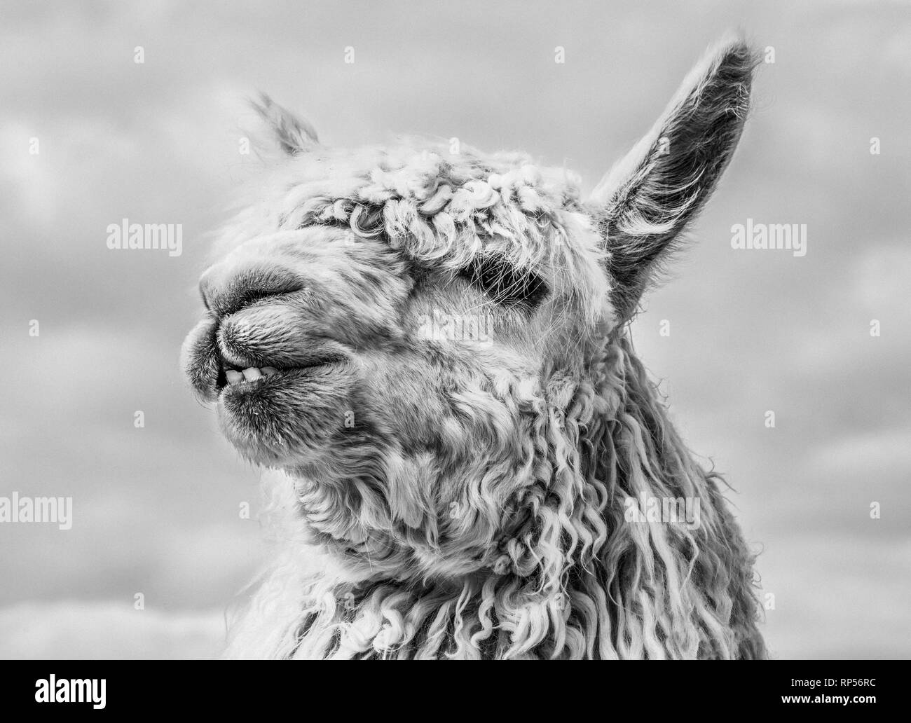 Schwarzweißfoto eines Suri Alpaca. Stockfoto