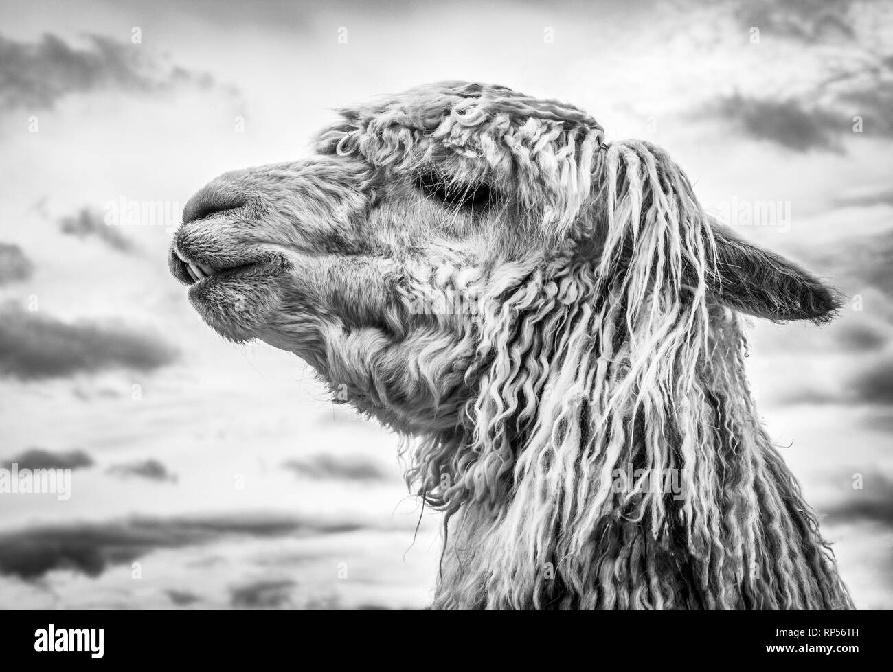 Profilaufnahme eines Suri Alpaca mit seinem Dreadlock-Fleece. Stockfoto