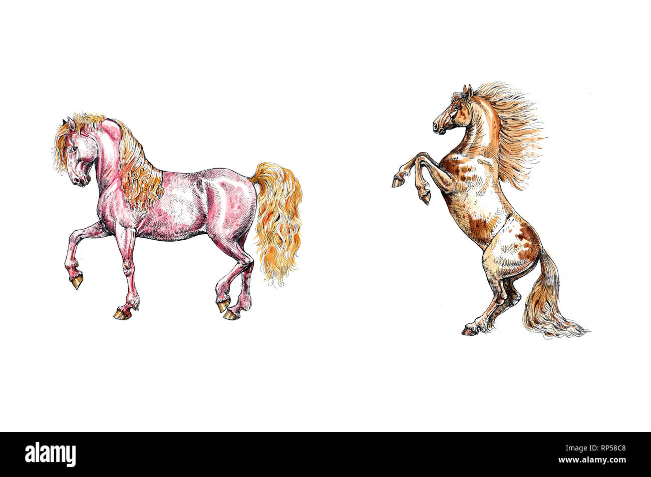 Zwei Pferde Abbildung. Tusche und Aquarell Zeichnung. Stockfoto
