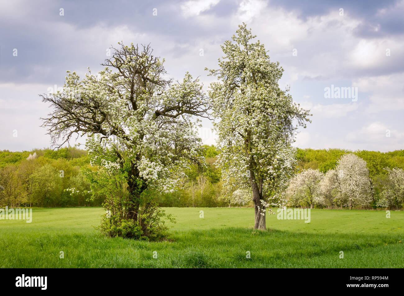 Alten Obstbäumen Blütezeit in einer grünen landwirtschaftliche Wiese im Frühling, Wald im Hintergrund, Westerwald, Rheinland-Pfalz, Deutschland Stockfoto