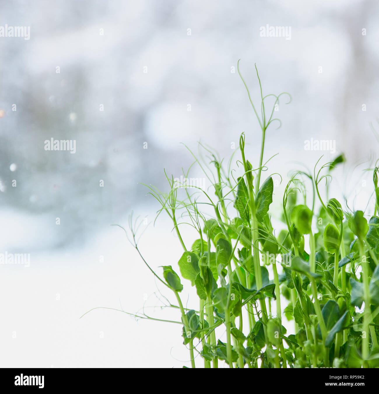 Sprossen von jungen Erbsen, in der Nähe der Textur der jungen Triebe von jungen Erbsen. micro Grüns close-up. Stockfoto