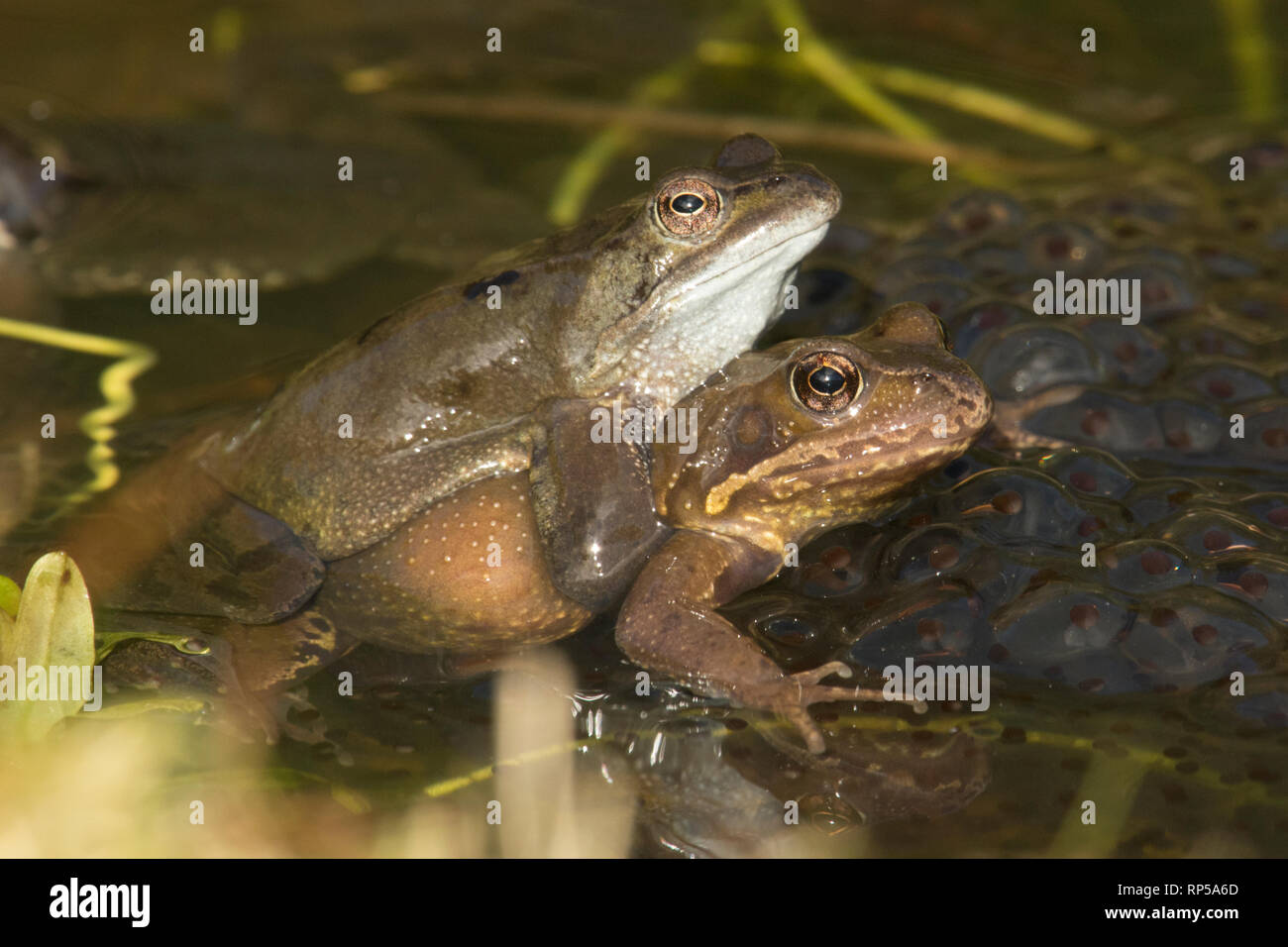 Gemeinsame Frog, Rana temporaria, männliche und weibliche Paarung in Frog spawn, Paar in Amplexus, Laich, Februar, Garten Teich Stockfoto