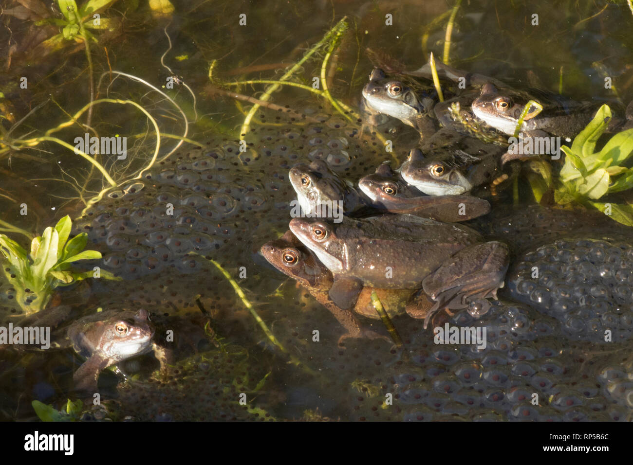 Gemeinsame Frog, Rana temporaria, ein Paar, das Männlein und sein Weiblein unter vielen Männer warten auf Frog für Weibchen laichen zum Laichen zu gelangen, Stockfoto