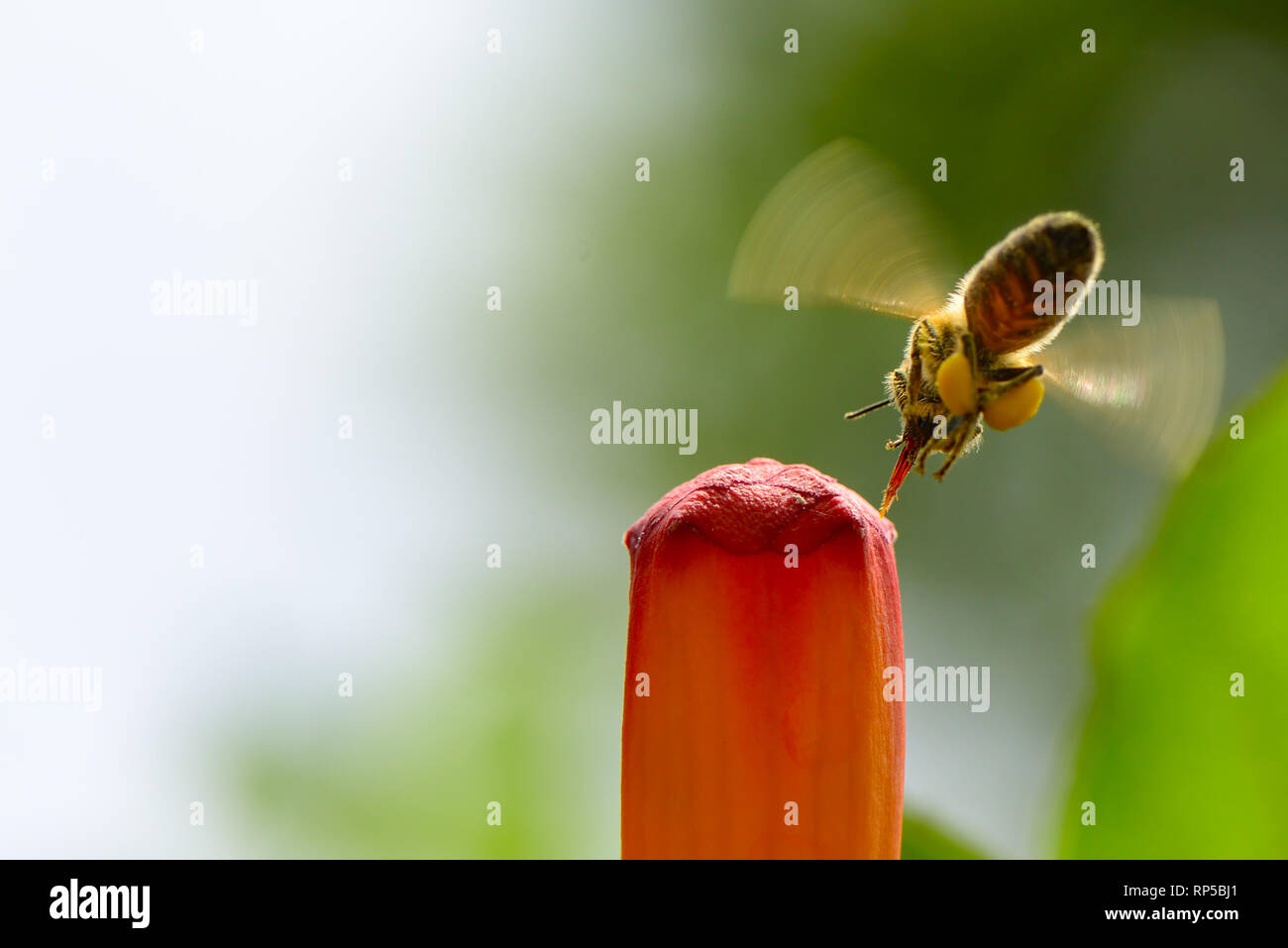 Honig Biene pollinates rote Blume. Platz kopieren Stockfoto