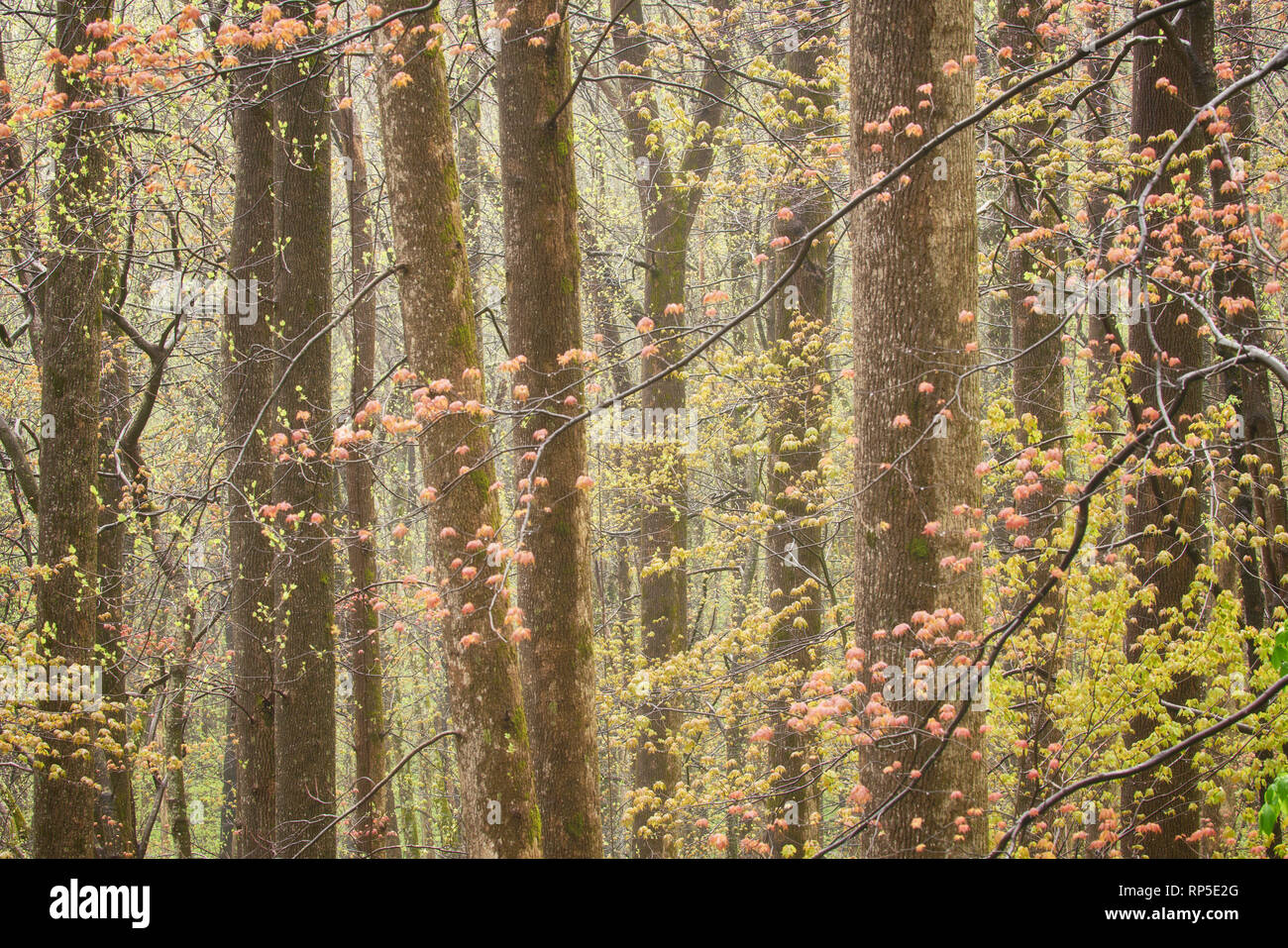 Misty Morning und Wald entlang Foothills Parkway, Great Smoky Mountains National Park, Tennessee Stockfoto