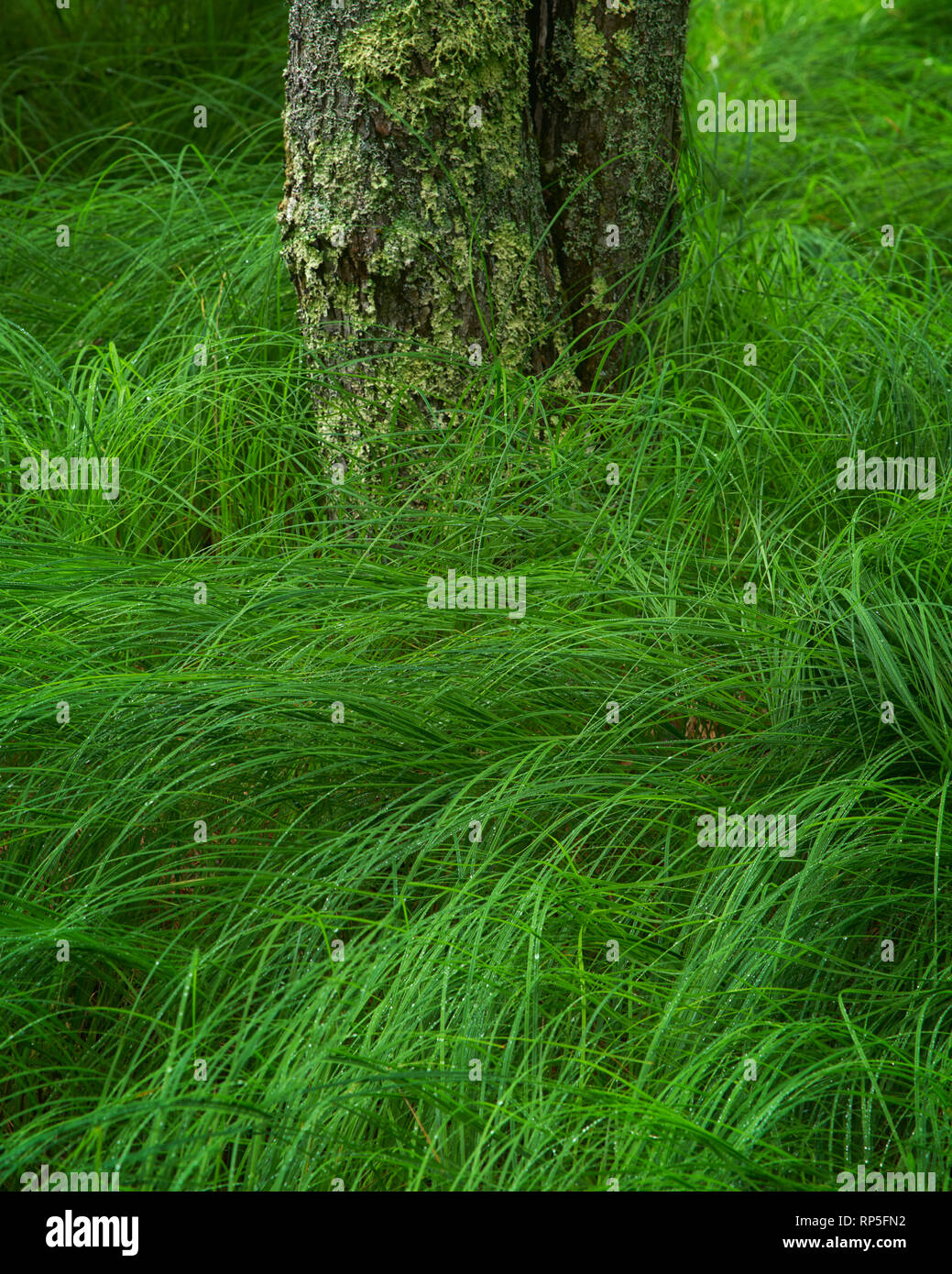 Feder an Sieur de Monts, Acadia National Park, Maine Stockfoto