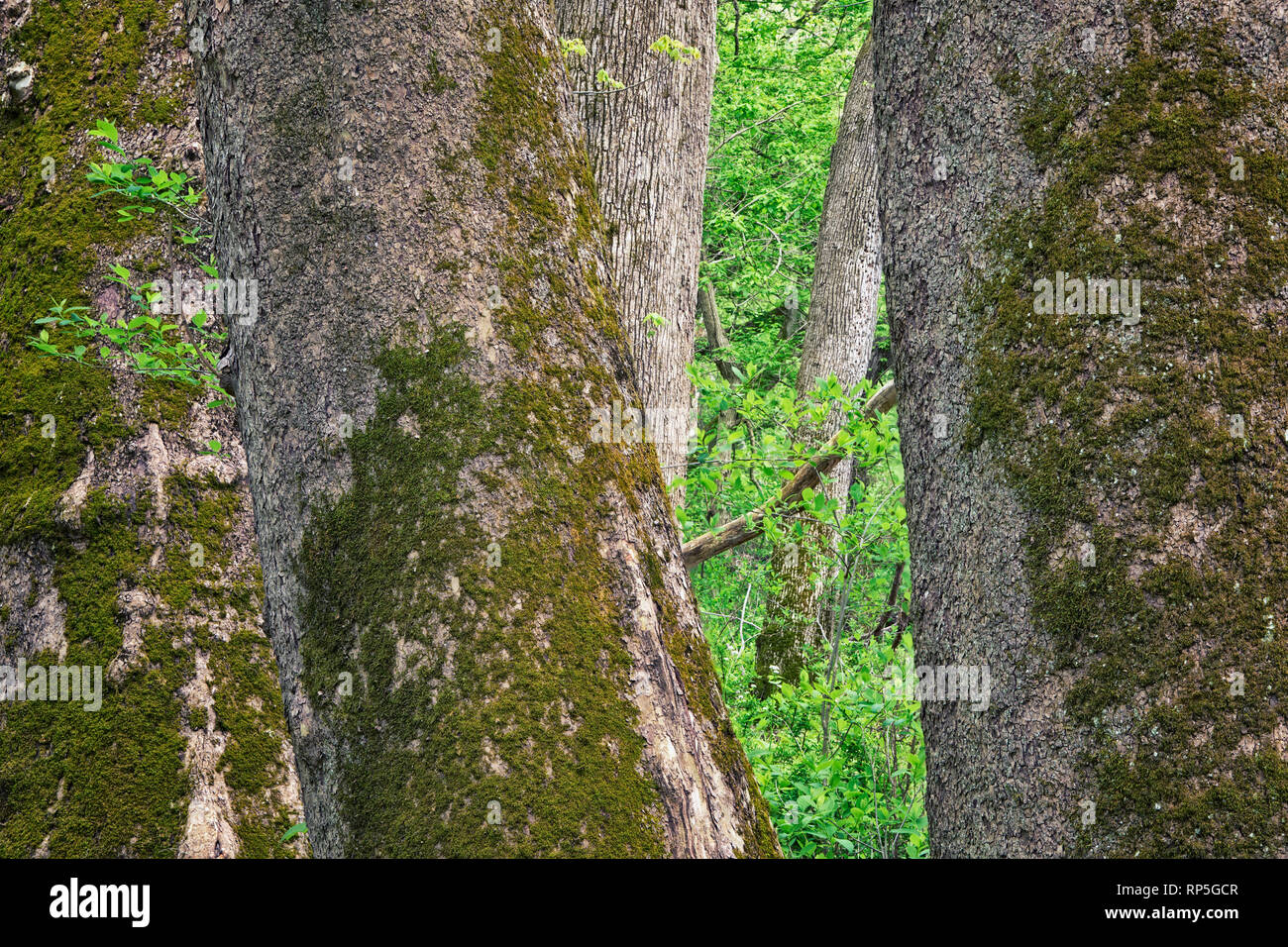 Buche Bäume und grüne Feder Laub Stockfoto