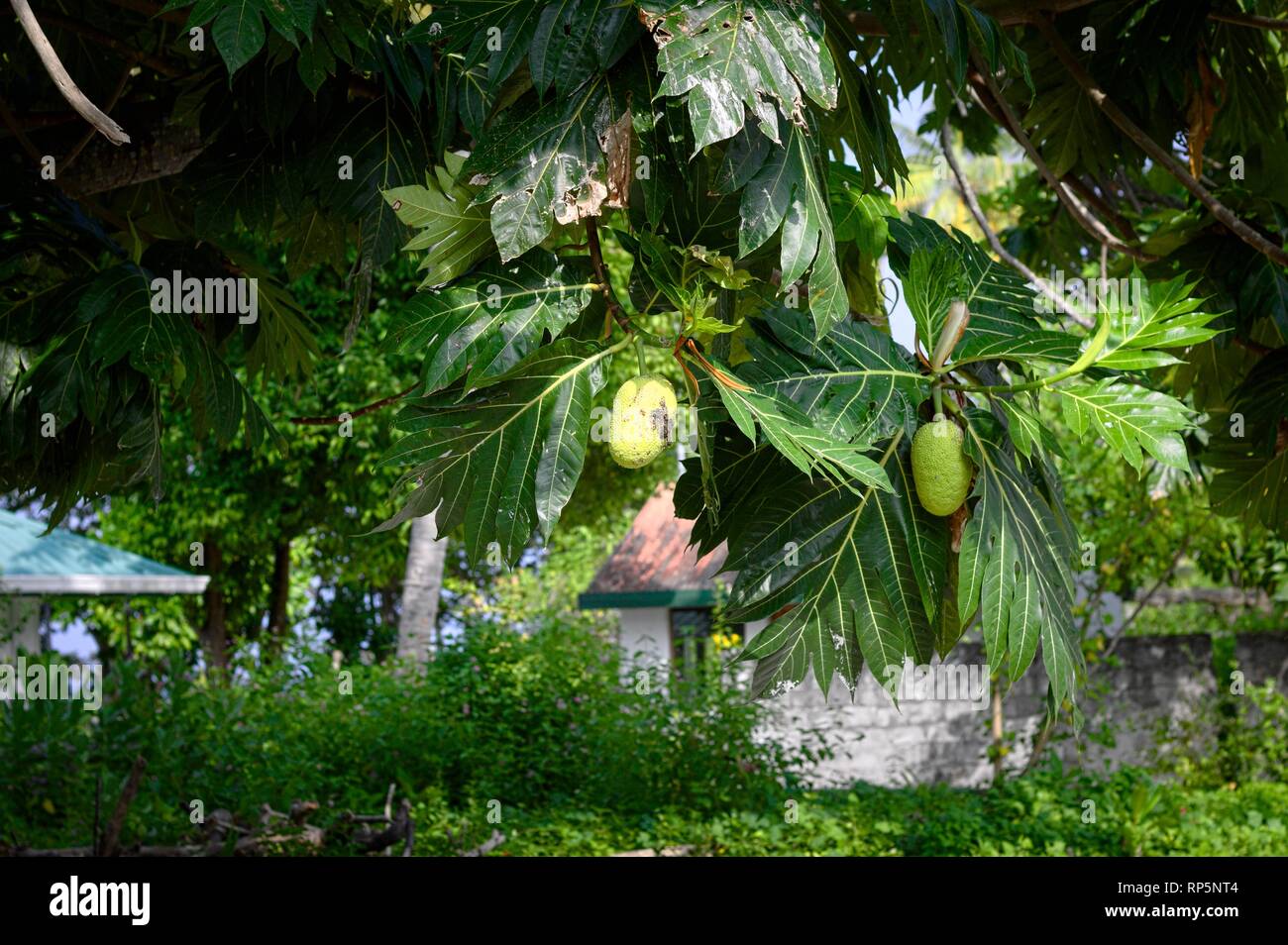 Grüne passionsfrüchte am Baum (Ari Atoll, Malediven) Stockfoto