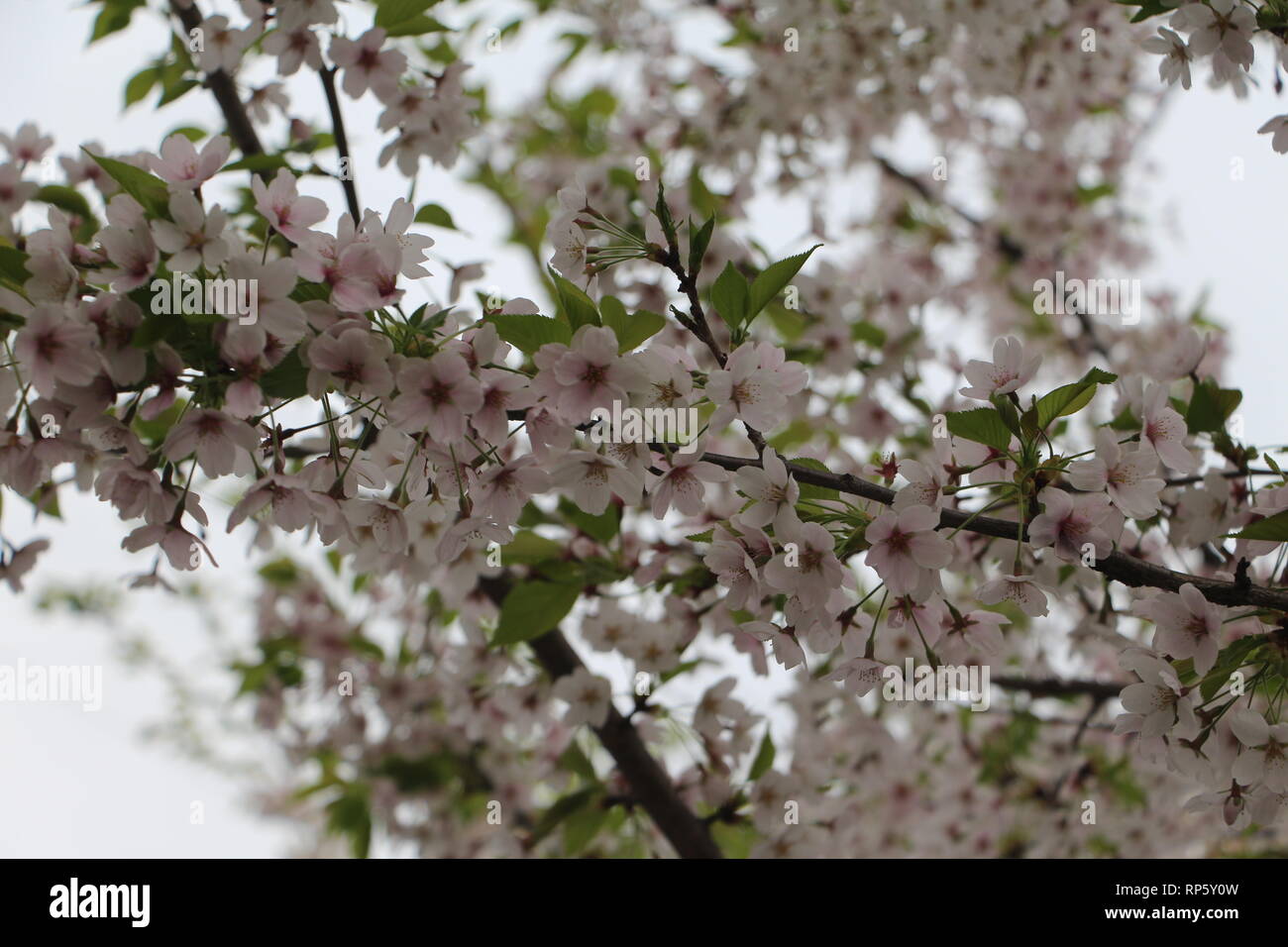 Cherryblossoms in der Nähe von einem japanischen Schloss Stockfoto