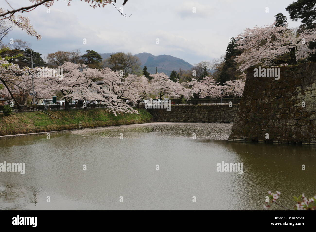 In der Nähe von Cherryblossoms Tsurugajo Schloss in Aizu-Wakamatsu Stockfoto