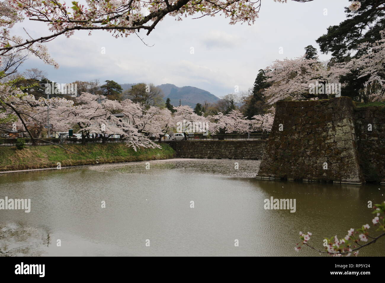 In der Nähe von Cherryblossoms Tsurugajo Schloss in Aizu-Wakamatsu Stockfoto