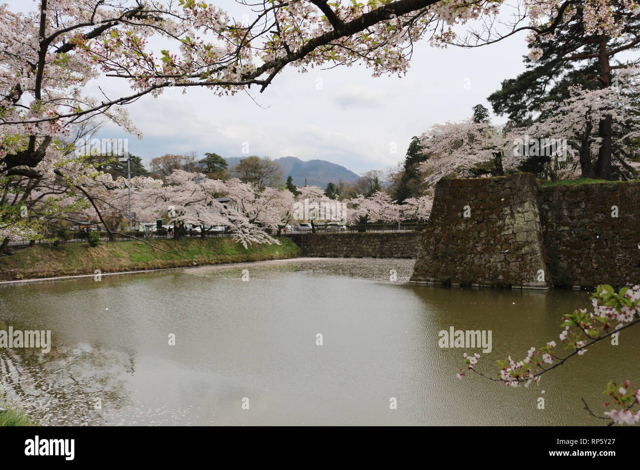 In der Nähe von Cherryblossoms Tsurugajo Schloss in Aizu-Wakamatsu Stockfoto