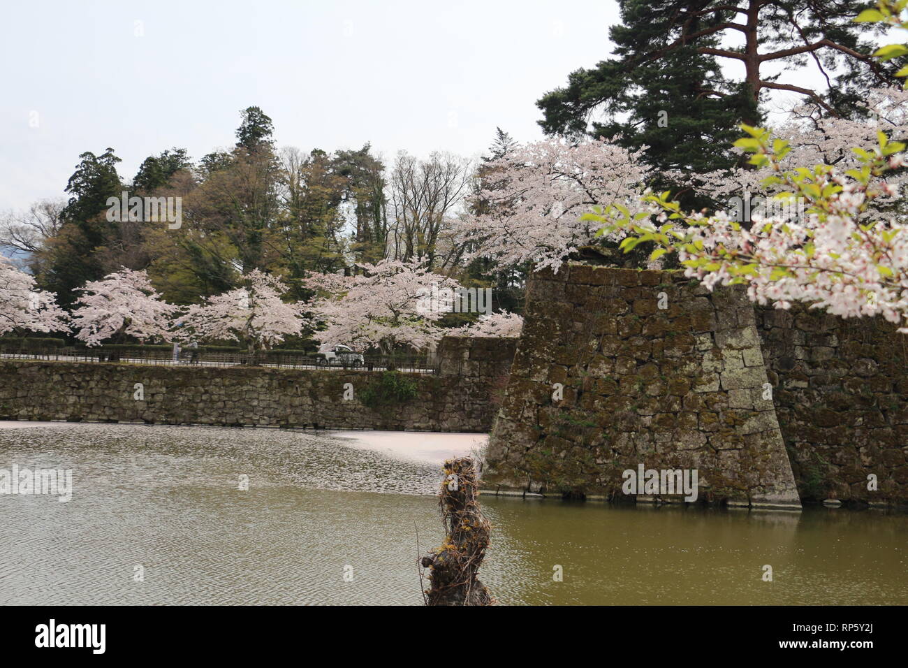 In der Nähe von Cherryblossoms Tsurugajo Schloss in Aizu-Wakamatsu Stockfoto