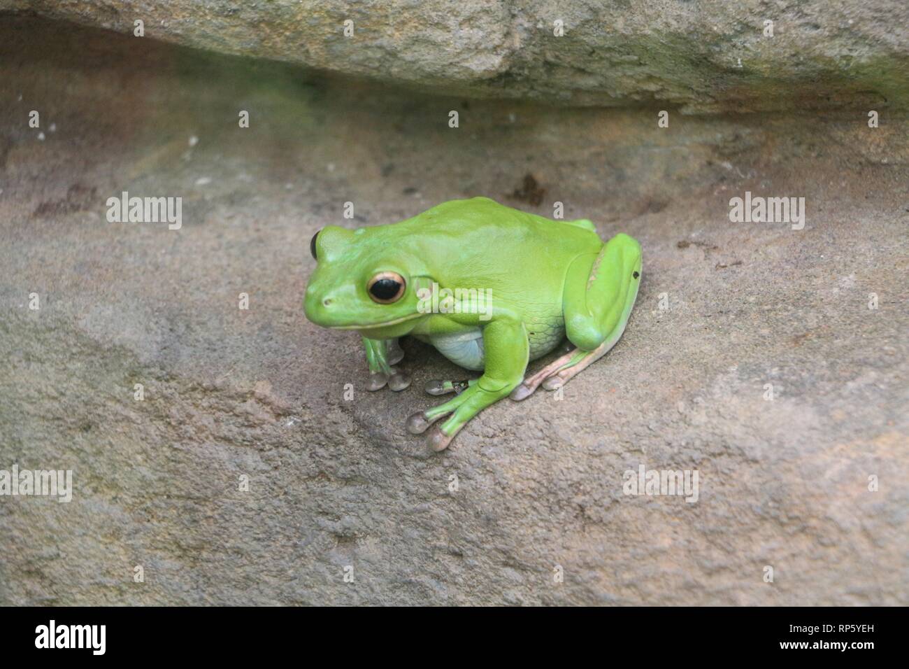 Green frog Stockfoto