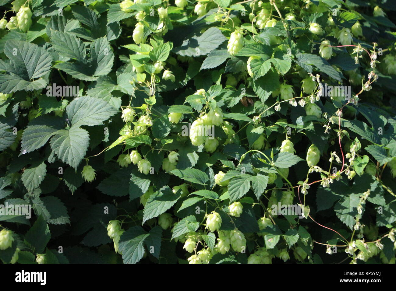 Wilder Hopfen im Naturschutzgebiet Stockfoto