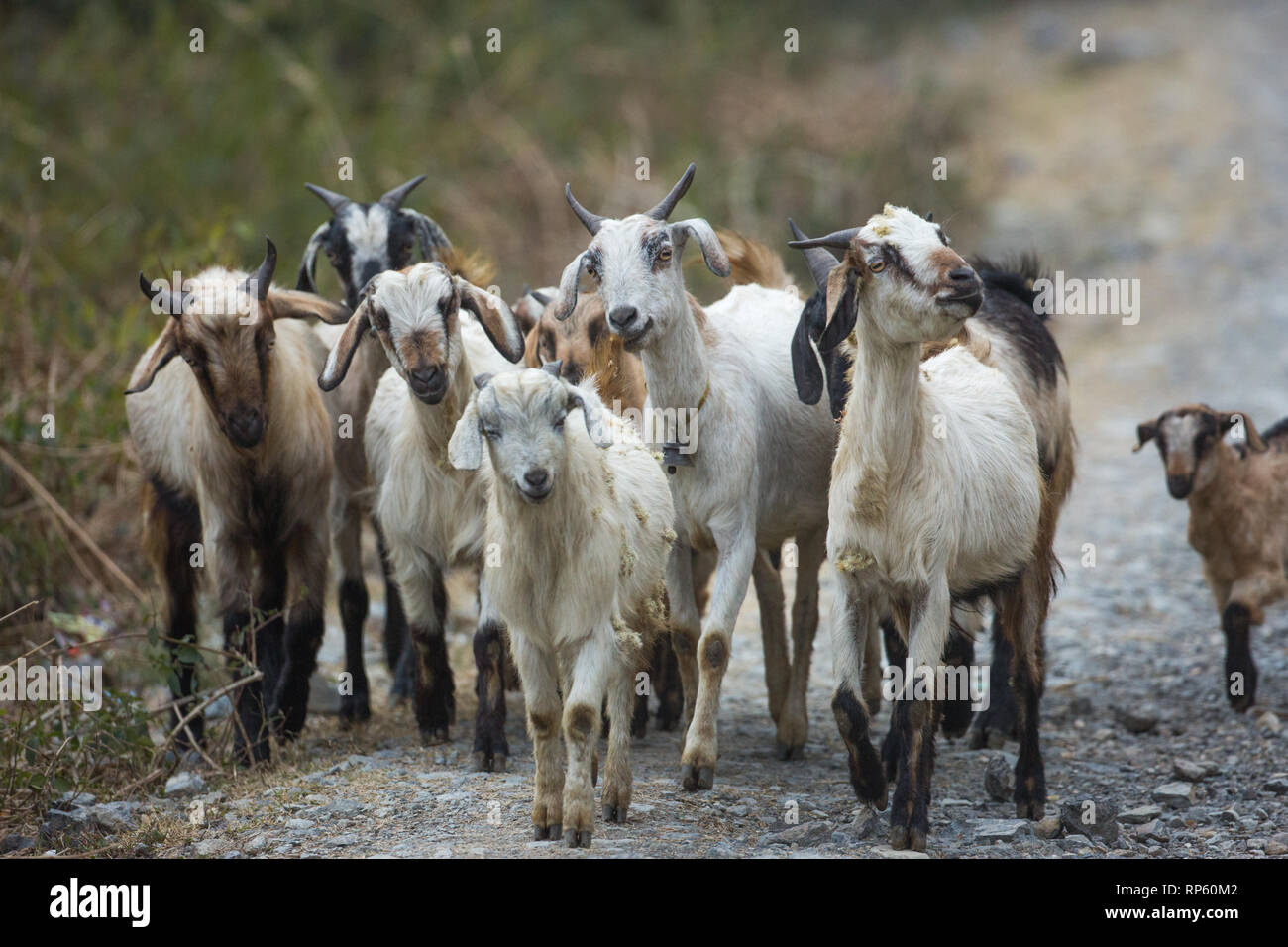 Die Ziege (Capra Hircus), ​Herd neue Beweidung und Weidegründe. Im Norden Indiens. Stockfoto