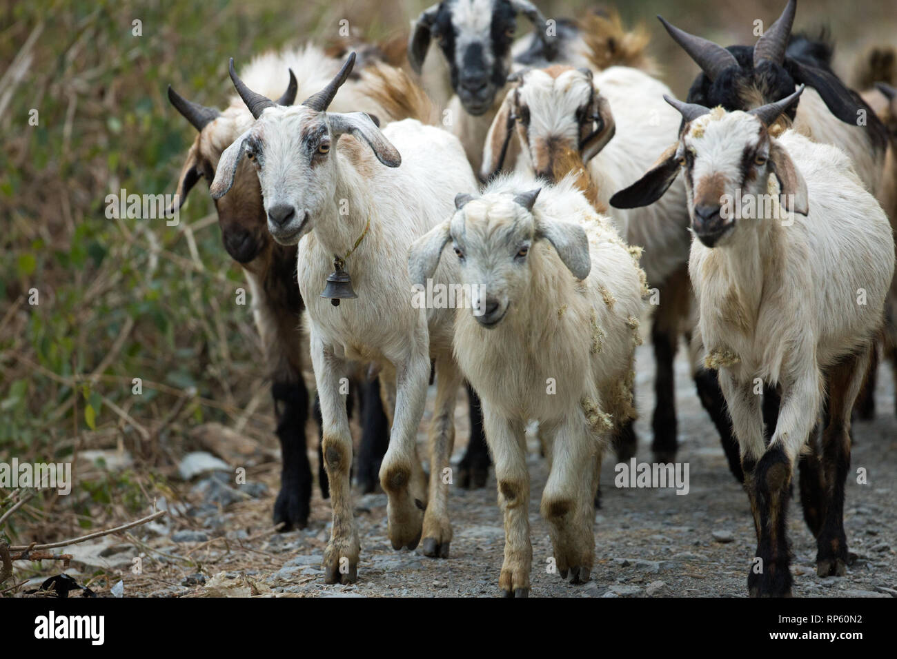 Die Ziege (Capra Hircus), ​Herd neue Beweidung und Weidegründe. Im Norden Indiens. Stockfoto