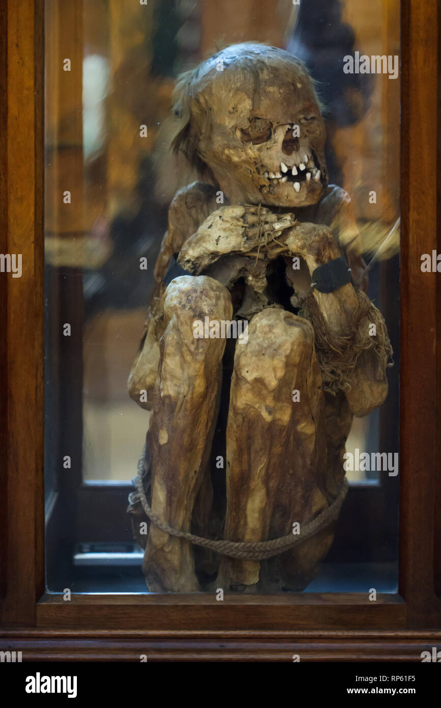 Mumie eines jungen Mannes der Chancay Kultur von Peru aus dem 16. Jahrhundert datiert auf Anzeige in der Carmo Archäologische Museum (Museu Arqueológico do Carmo) in der ehemaligen Carmo Kloster (Convento do Carmo) in Lissabon, Portugal. Stockfoto