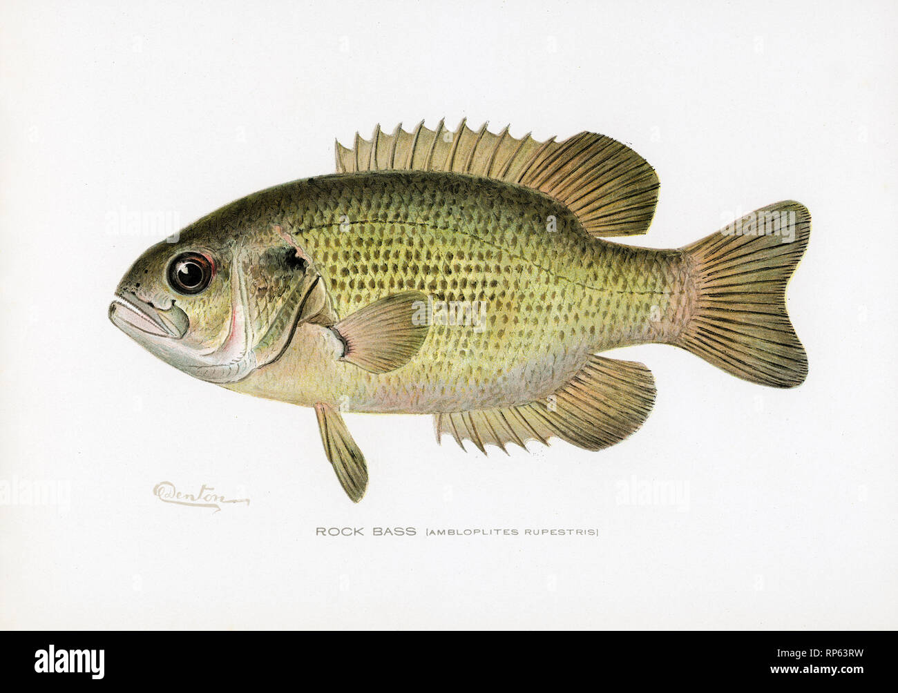 Rock Bass Fish von Sherman Denton Stockfoto