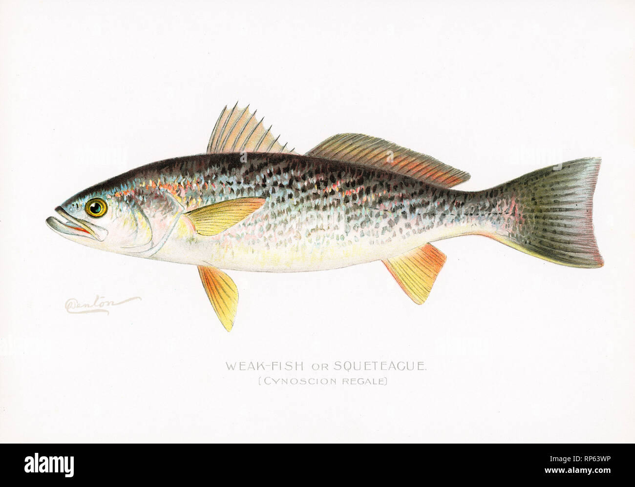 Schwacher Fisch von Sherman Denton Stockfoto