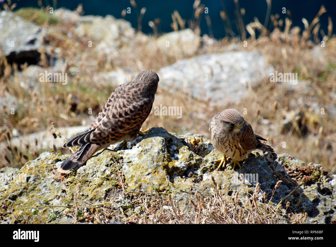 Junge Turmfalken sitzen auf den Klippen bei Durlston Country Park und Naturreservat, Swanage, Isle of Purbeck, Dorset, Großbritannien Stockfoto