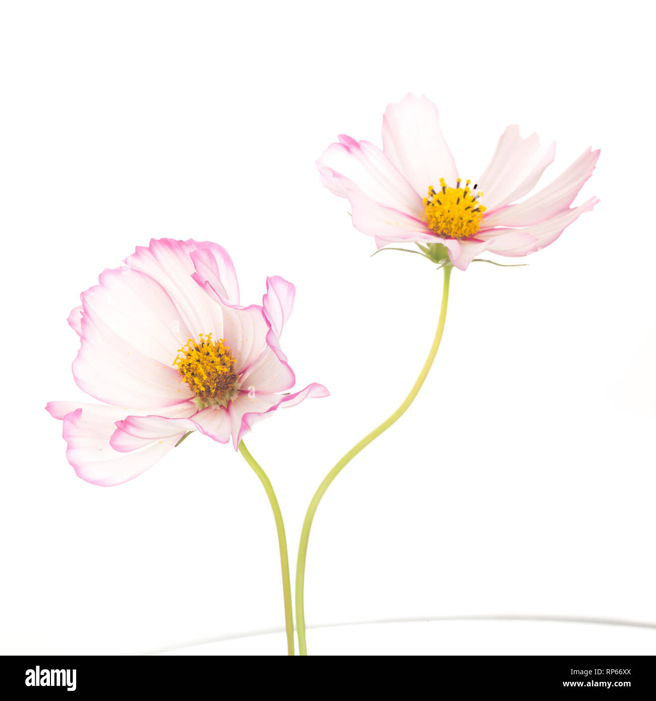 Zwei Cosmos Blumen auf weißem Hintergrund Stockfoto