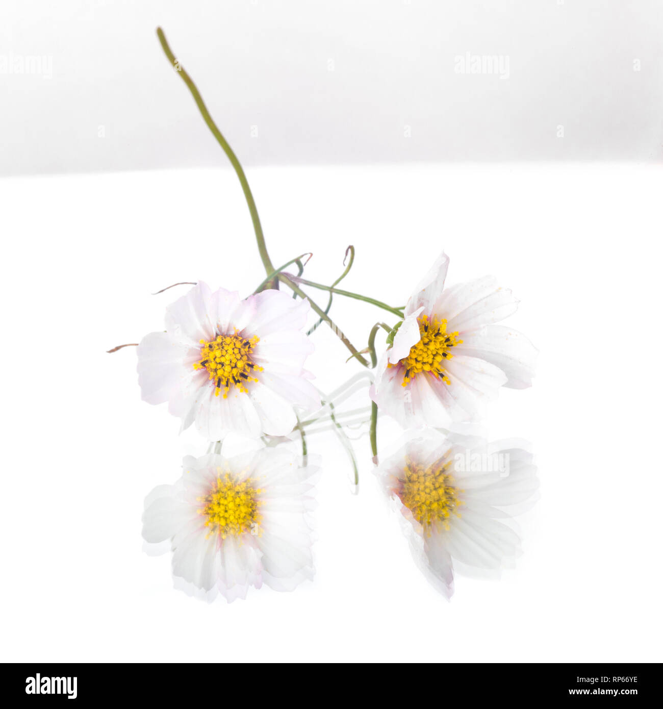 Weiße Anemone Blumen auf Spiegel, weißer Hintergrund Stockfoto