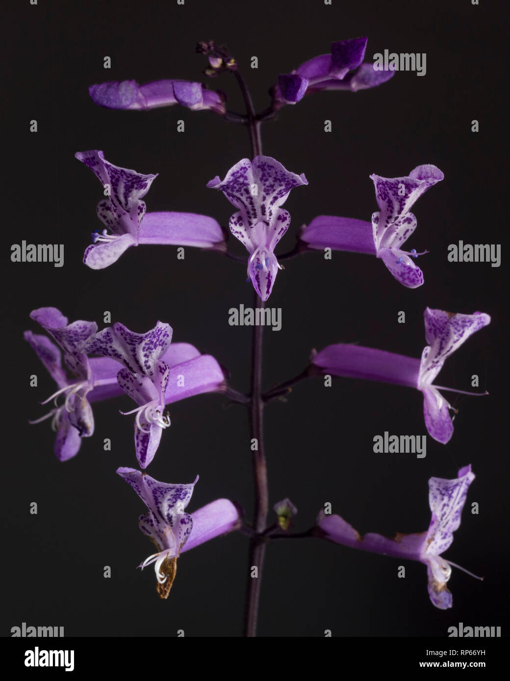 Plectranthus 'Mona Lavendel 'Blumen auf schwarzem Hintergrund Stockfoto