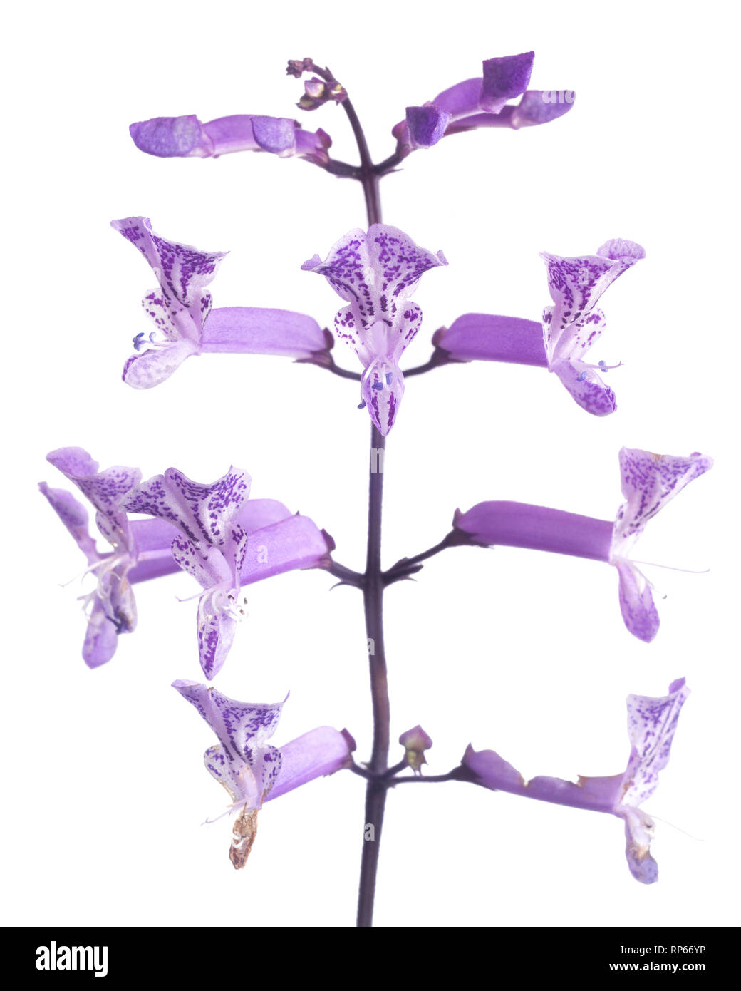 Plectranthus 'Mona Lavendel 'Blumen auf weißem Hintergrund Stockfoto