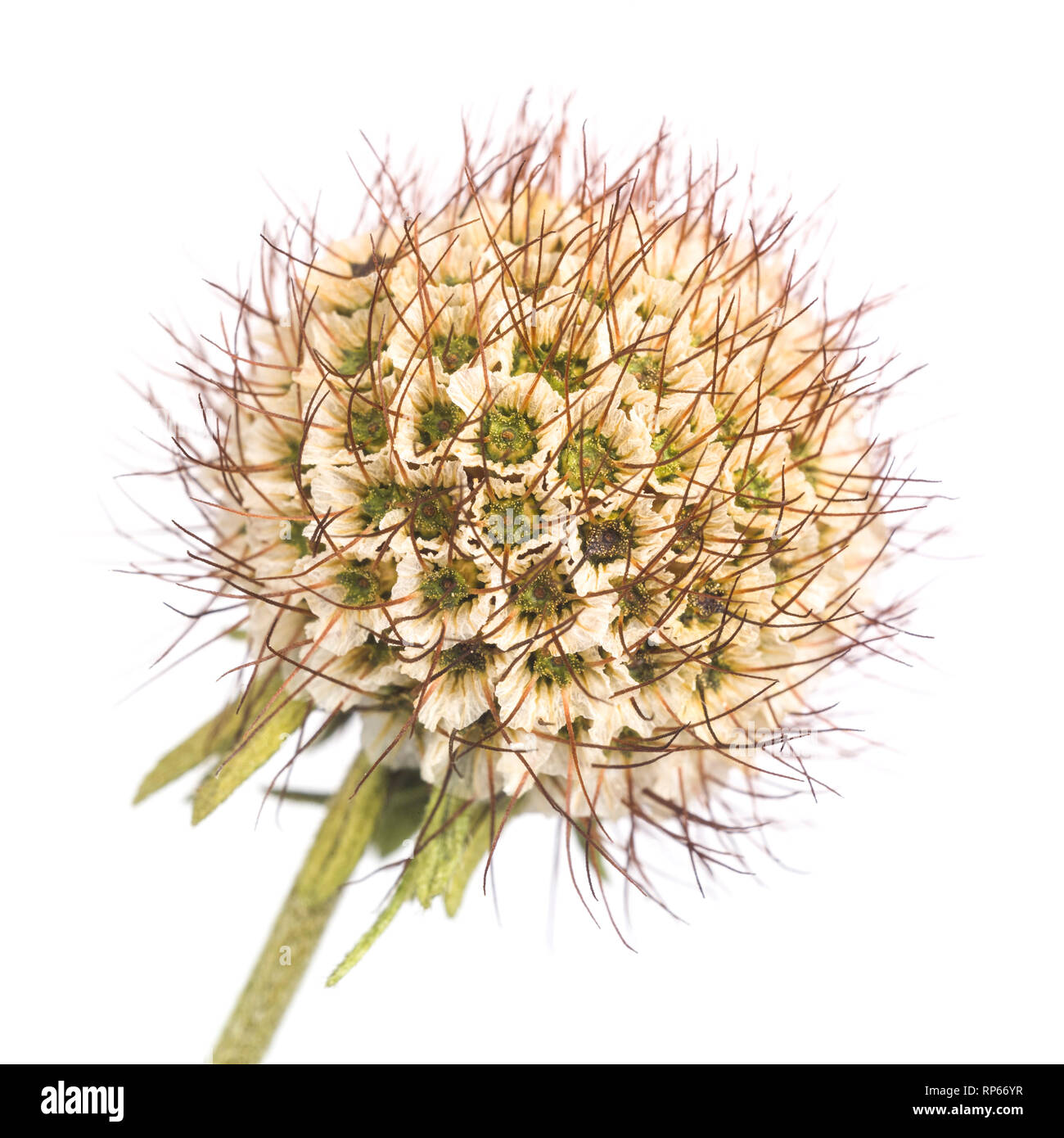 Creme, Scabiosa ochroleuca Scabiosa, Same Pod vor weißem Hintergrund, Nahaufnahme Stockfoto