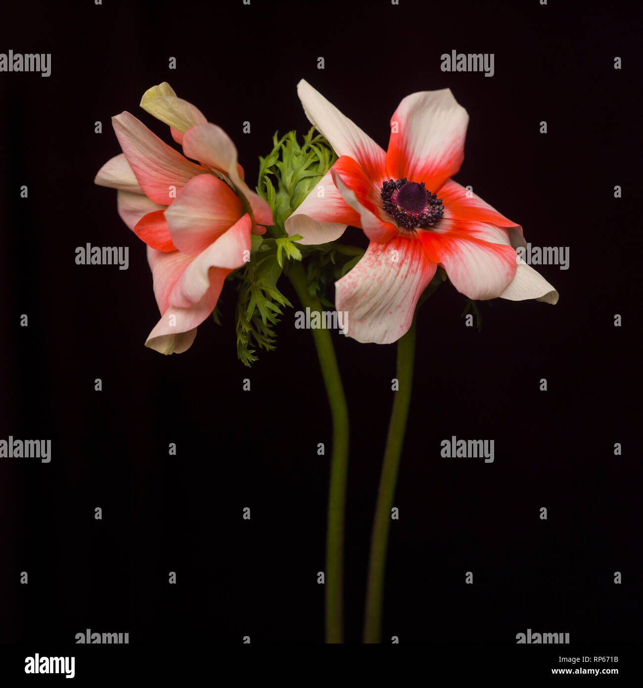 Zwei Anemone Blumen auf schwarzem Hintergrund Stockfoto