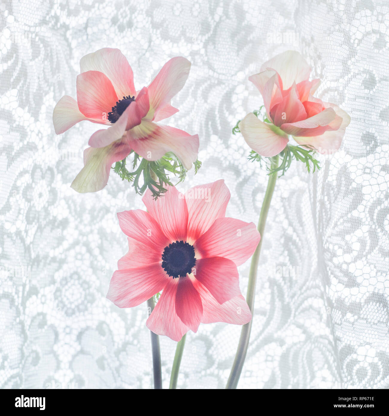Drei Anemone Blumen gegen Lace Hintergrund Stockfoto