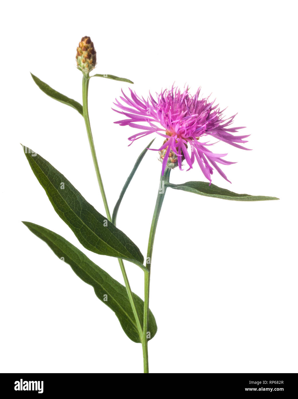 Blühende Tirol Flockenblume, Centaurea nigrescens, vor weißem Hintergrund Stockfoto