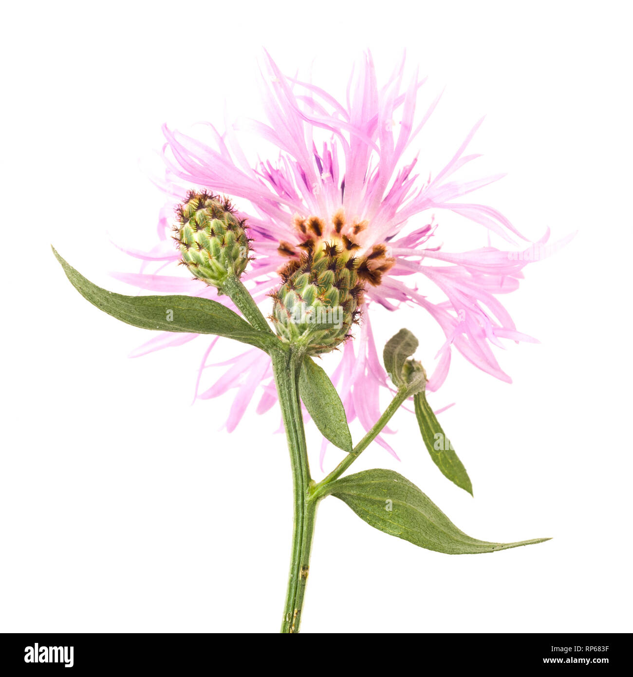 Blühende Tirol Flockenblume, Centaurea nigrescens, vor weißem Hintergrund Stockfoto