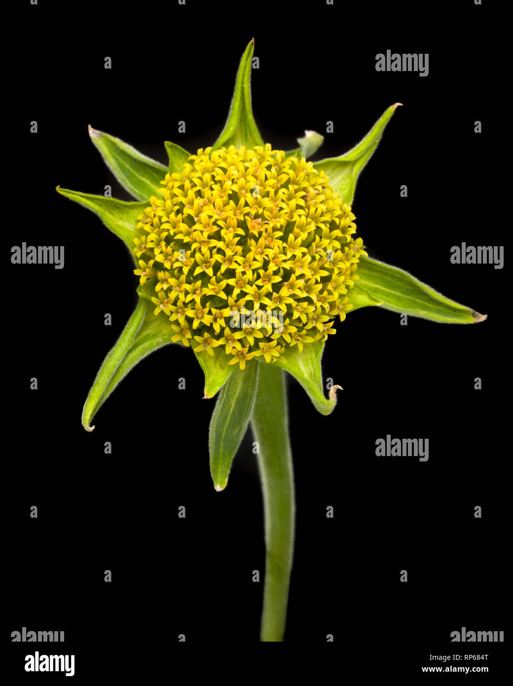 Mexikanische Sonnenblume, Tithonia rotundifolia, keine Blütenblätter auf schwarzem Hintergrund Stockfoto